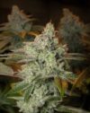 Blueberry Glue - Glueberry
