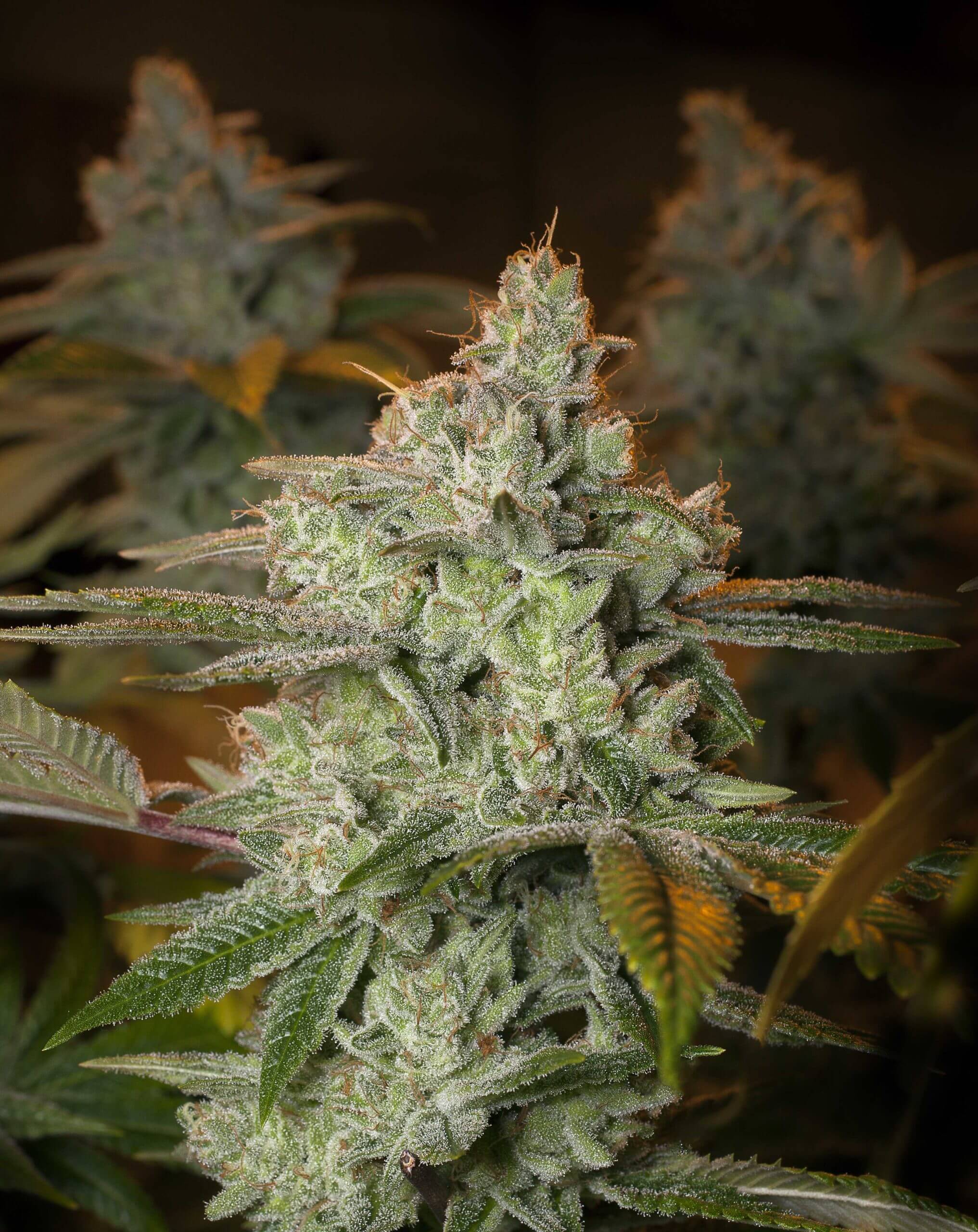 Blueberry Glue - Glueberry