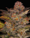 Blueberry Glue Auto (Glueberry)
