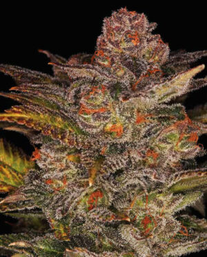 Blueberry Glue Auto (Glueberry)