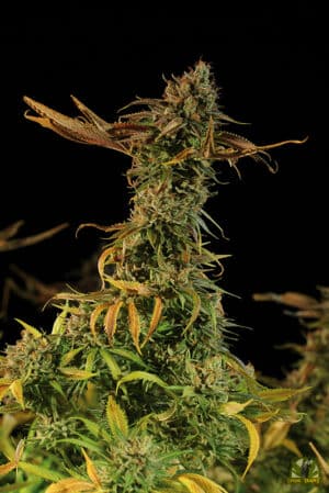 Blueberry Headband