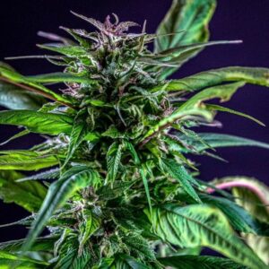 Blueberry Lime Kush AD Reg.