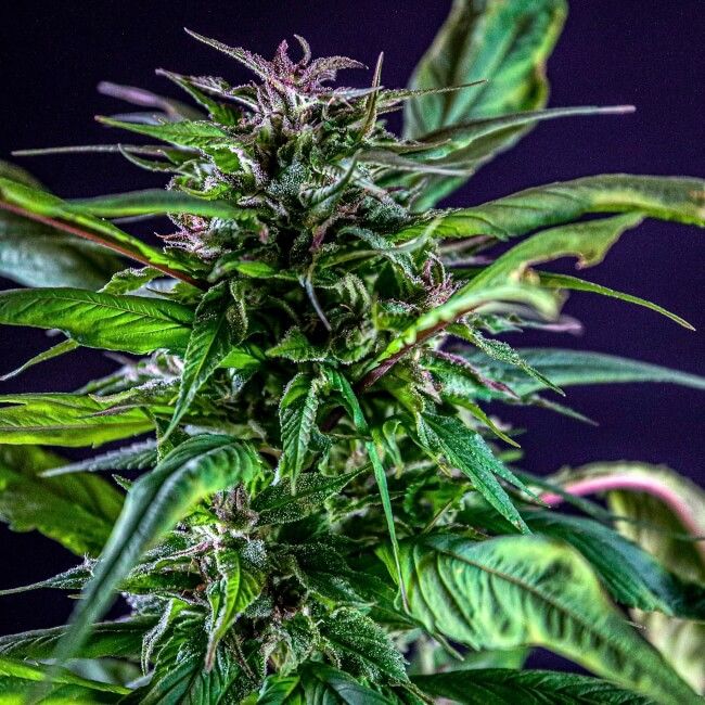 Blueberry Lime Kush AD Reg.