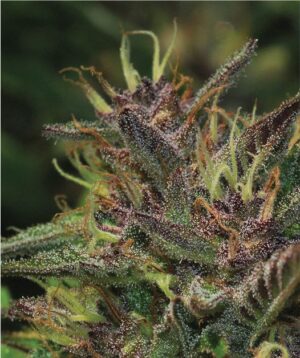 Blueberry Muffin