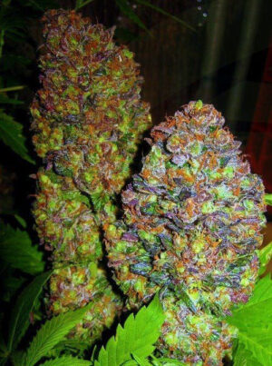 Blueberry (Phoenix Seeds)