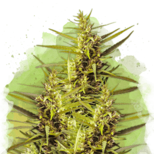 Blueberry Reg. (Nirvana Seeds)