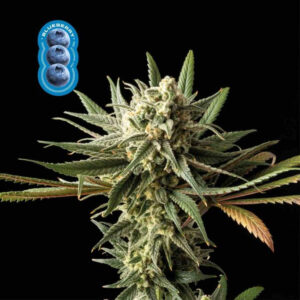 Blueberry (Seedsman)