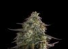 Blue Cheese Auto (Expert Seeds)