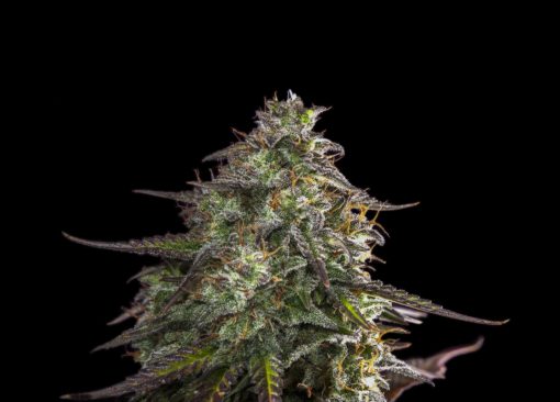 Blue Cheese Auto (Expert Seeds)