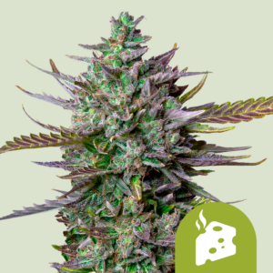 Blue Cheese Automatic (Royal Queen Seeds)