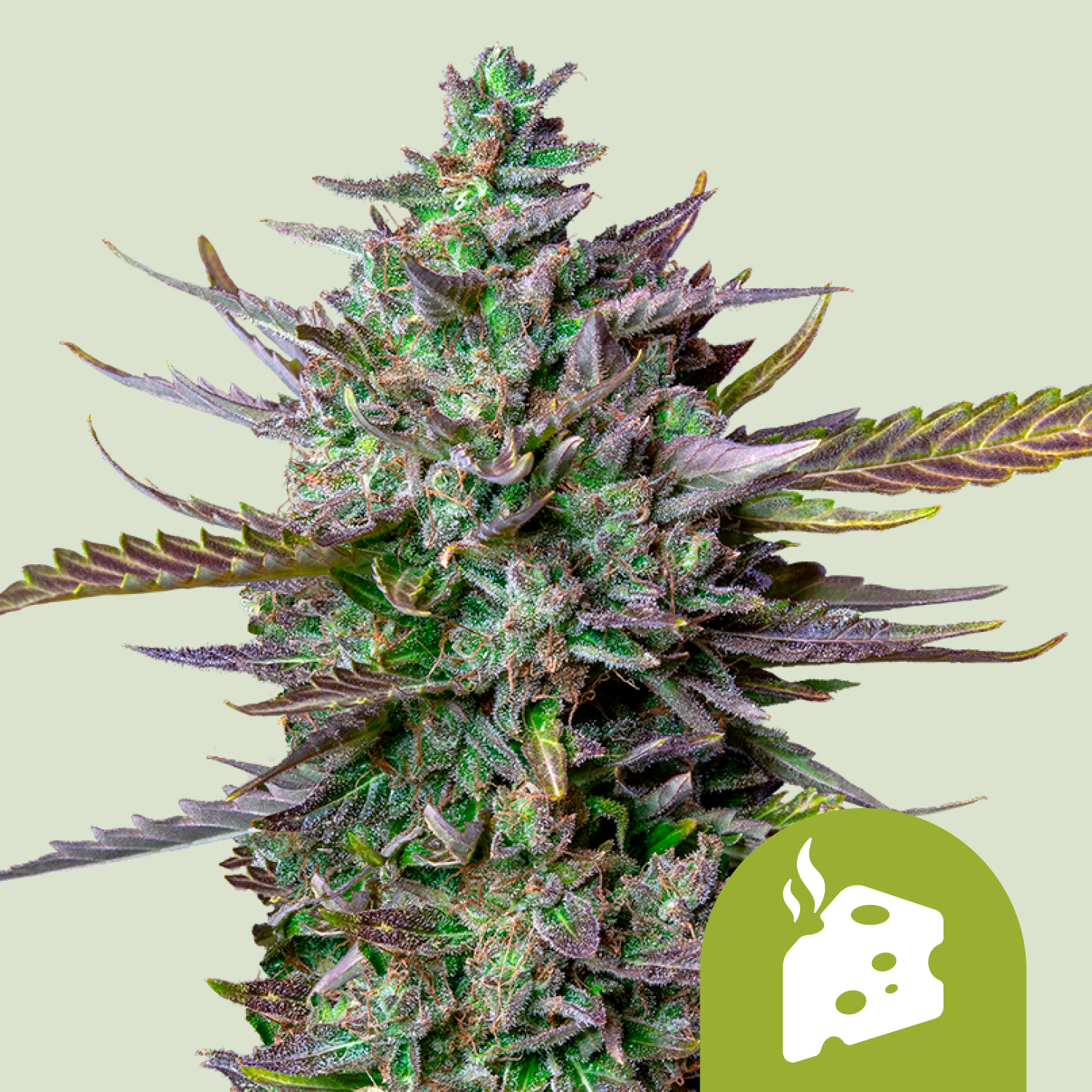 Blue Cheese Automatic (Royal Queen Seeds)