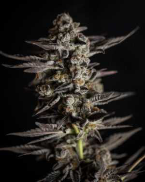 Blue Cheese (Expert Seeds)