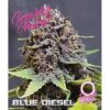 Blue Diesel Auto