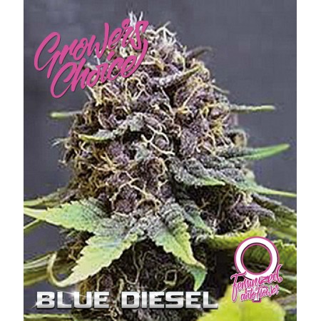 Blue Diesel Auto