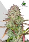 Blue Dream Auto (AUTO Seeds)