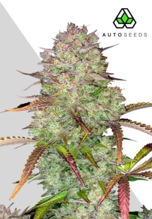 Blue Dream Auto (AUTO Seeds)