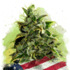 Blue Dream Auto (Nirvana Seeds)
