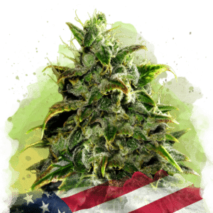 Blue Dream Auto (Nirvana Seeds)