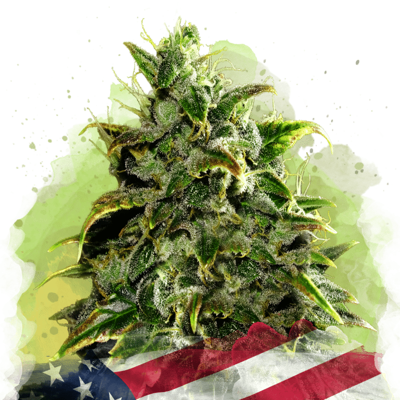 Blue Dream Auto (Nirvana Seeds)