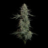 Blue Dream Auto (Seedsman)