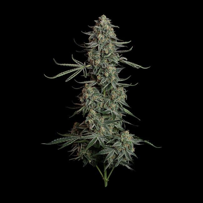 Blue Dream Auto (Seedsman)
