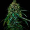 Blue Dream Auto (Spliff Seeds)
