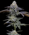 Blue Dream (Barney’s Farm)