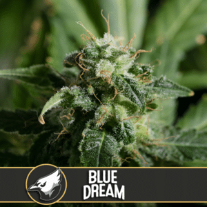 Blue Dream (BlimBurn Seeds)