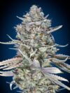 Blue Dream Fast (00 Seeds)