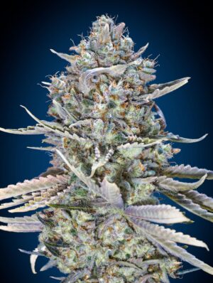 Blue Dream Fast (00 Seeds)