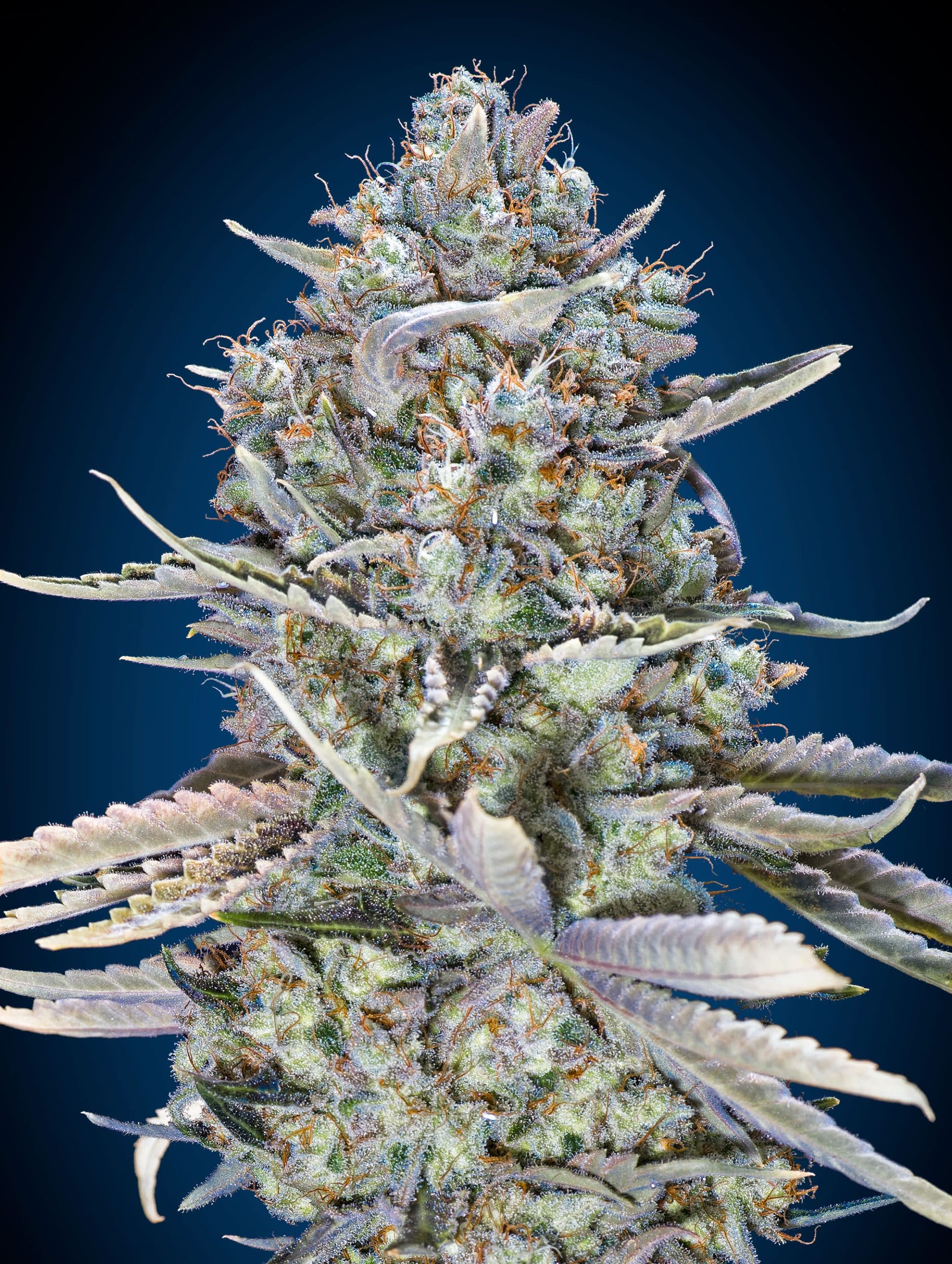 Blue Dream Fast (00 Seeds)