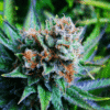 Blue Dream Reg.