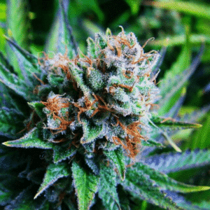 Blue Dream Reg.