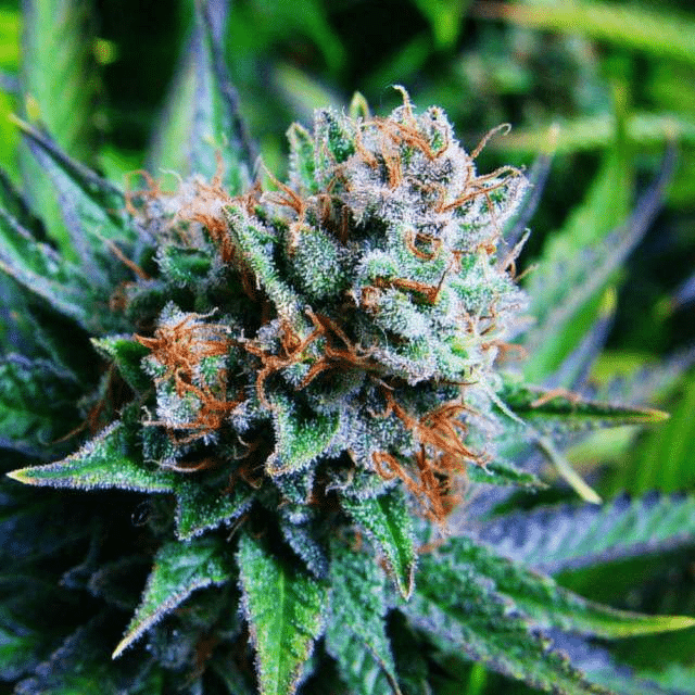 Blue Dream Reg.