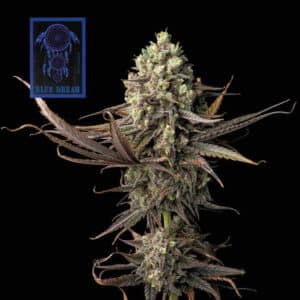 Blue Dream (Seedsman)
