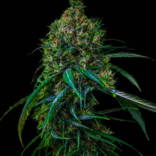 Blue Dream (Spliff Seeds)