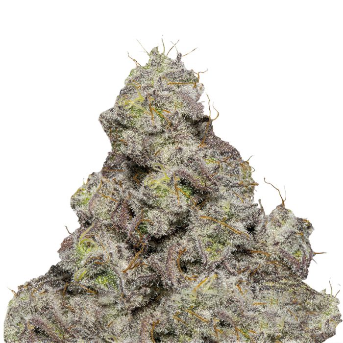 Blue Forest Berry