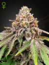 Blue Haze x Gelato #41 Auto