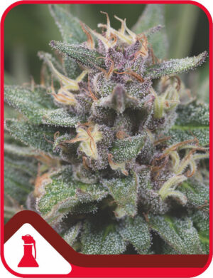 Bluehell Auto