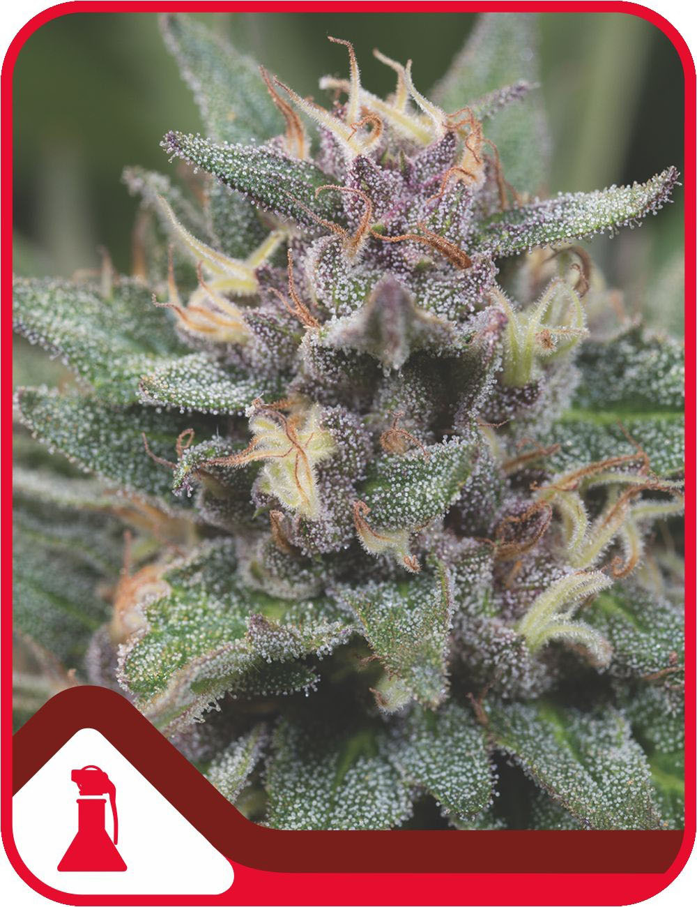 Bluehell Auto