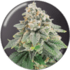 Bluehell CBD