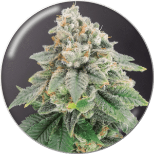Bluehell CBD