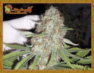Blue Kripple