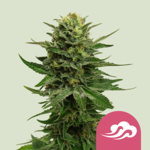 Blue Mystic