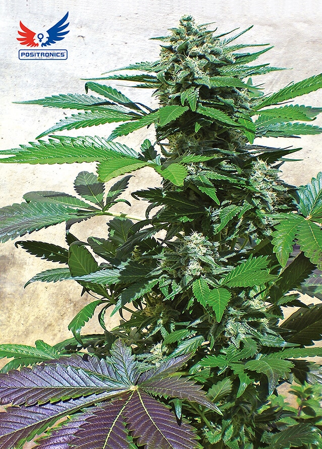Blue Rhino