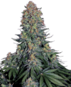 Blue Skunk