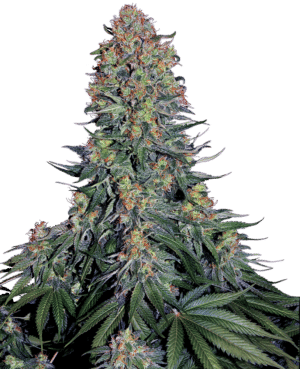 Blue Skunk