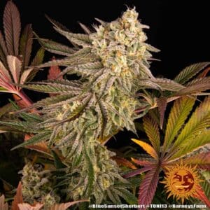 Blue Sunset Sherbert