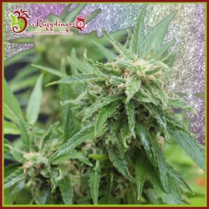 Blue Tease Auto