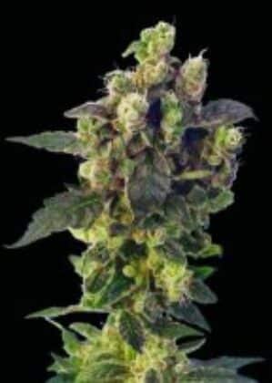 Blue Thunder Reg.